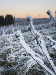 frosty icy plant in winter