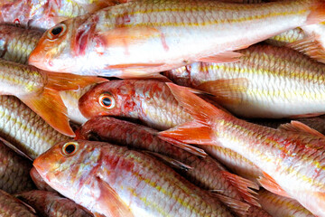 Obraz premium Striped Red Mullet, Recently Fished, Fish Market, Fishing Harbour, Luarca, Asturias, Spain, Europe
