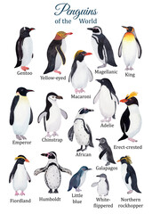 Penguins species poster. Hand-painted watercolor educational set. King penguin, Emperor, Chinstrap, Adelie. Nursery wall art.  Animal world. Educational poster - 484611496
