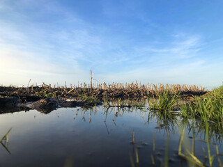 Flooding. Water at cornfield in winter. Uffelte Es Drenthe Netherlands