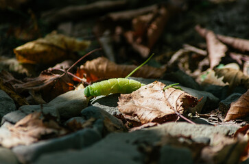 caterpilar
