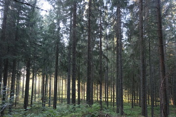 Obraz premium This series explores the natural variety found in the Black Forest.Vegetation variety, tree stumps, fungus, branch heap, and more; all over different moods and settings.