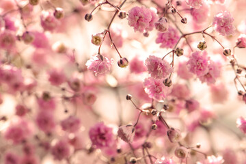 Gypsophila in rosa, close up, Hintergrund gelb/orange