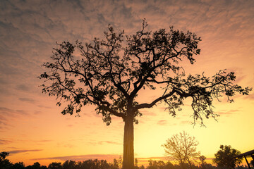 Naklejka na ściany i meble Silhouette tree with golden sunrise sky in the morning. New day with the orange sunrise sky behind the tree. Spiritual and tranquility concept. Beauty in nature. Beautiful scenery. Dusk and dawn.