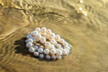 Pearl beads lie on the sand in the water of the bay