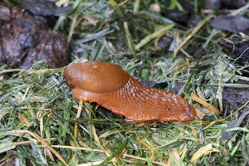 Spanish slug, a highly invasive and harmful garden pest