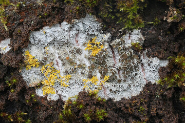 Brown-eyed rim lichen growing on a trunk of living aspen tree in Finland