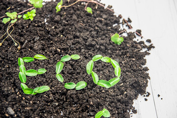 eco word over soil and small sprout isolated over white wooden background, gardeing or farming concept, eco, new life or season