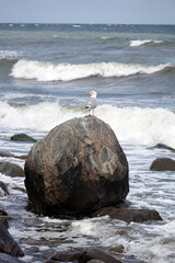 M&ouml;we an der Kreidek&uuml;ste auf R&uuml;gen