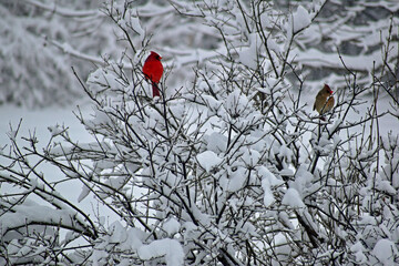 Male and female Northern Cardinals sitting on a snow-covered Lilac bush in southern Michigan after a February snowstorm 