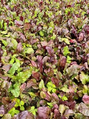 Leaves of beet plants in an organic vegetable garden in the Netherlands.