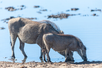 Closeup of a group of Common Warthogs - Phacochoerus africanus- near a waterhole of Etosha. Etosha...
