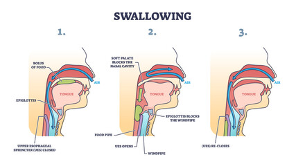 Swallowing process explanation with anatomical principle stages outline diagram. Labeled educational oral mechanism for eating and respiratory vector illustration. Medical epiglottis, bolus and UES. - obrazy, fototapety, plakaty