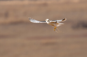 Black-winged Kite, South Africa