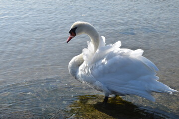 Swan on the Baltic Sea; Poland; Świnoujście 
