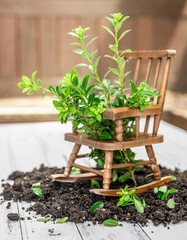soil and small sprout growing from an old tiny wooden rocking chair. isolated over white wooden background, gardening or farming concept, eco, new life or season