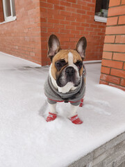 French bulldog dog at winter time wearing warm overalls