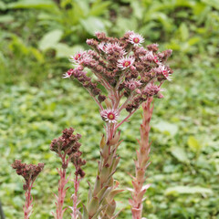 Sempervivum arachnoideum | Joubarbe ou Sempervivum arachnoideum à petites fleurs en étoiles rose...