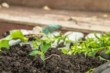 soil and small sprout isolated over white wooden background, gardeing or farming concept, eco, new life or season