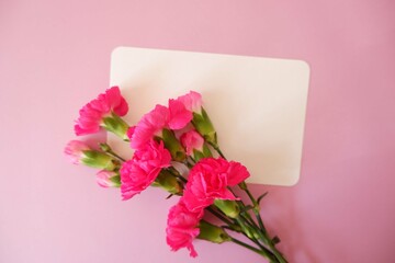 Pink Carnation flowers with blank card on pink background. Women's day, Mother's day, spring event floral background. Colorful floral composition with blank message card. 