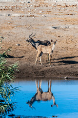 A group of greater kudu -Tragelaphus strepsiceros- Walking nervously around a waterhole in Etosha...