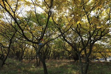 Obraz premium The bodhi tree in autumn