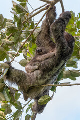 Female of pale-throated sloth (Bradypus tridactylus) with baby hanged top of the tree, La Fortuna,...