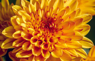 Close up of yellow-orange chrysanthemums flowers