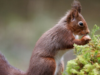 A Red Squirrel (Sciurus vulgaris) looking for hazel nuts in a pine forest
