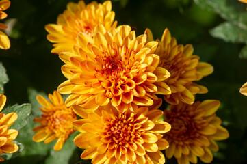 Close up of yellow-orange chrysanthemums flowers
