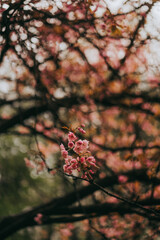 Sakura blossom springtime japan