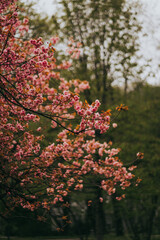 Sakura blossom springtime japan