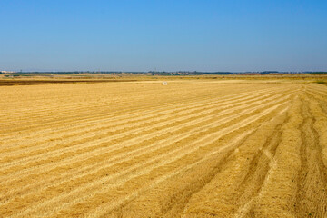 Country landscape near Siponto, Apulia, Italy