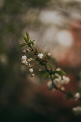 Sakura blossom springtime japan