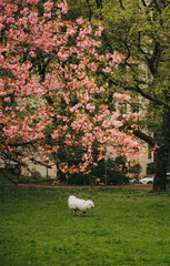 Sakura blossom springtime japan