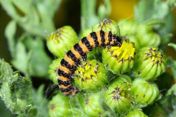Caterpillars of the cinnabar moth (Tyria jacobaeae) is a brightly coloured arctiid moth. Eating Jacobaea vulgaris Common names include ragwort, common ragwort, stinking willie.