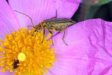Oedemera nobilis, also known as the false oil beetle, thick-legged flower beetle or swollen-thighed beetle, family Oedemeridae, a common species in Western Europe, the south of England.