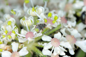 Tiny beetle Bruchidius imbricornis  in the bean weevil subfamily (Bruchinae) of the leaf beetle family, Chrysomelidae on flower of borscht plant.