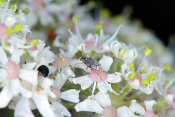 Tiny beetle Bruchidius imbricornis  in the bean weevil subfamily (Bruchinae) of the leaf beetle family, Chrysomelidae on flower of borscht plant.