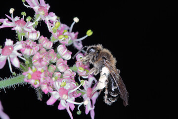 Wild Bee on flower Heracleum sosnowskyi, or Sosnowsky's hogwee.