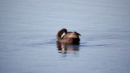 Coot swimming on a calm and reflective lake