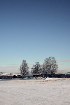 winter landscape with trees and fields by Lake Mjøsa