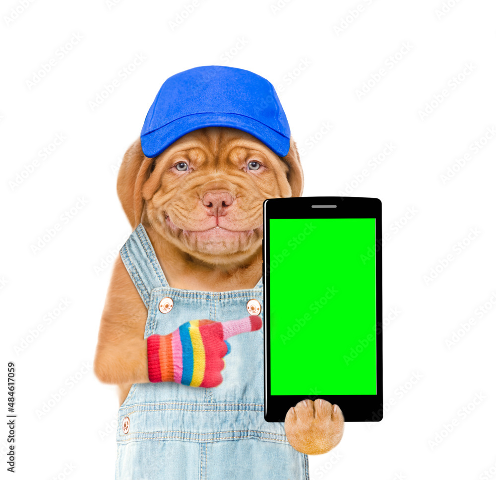 Poster Happy puppy wearing red cap points on smartphone with empty green screen. Isolated on white background