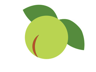 梅の実　ベクター