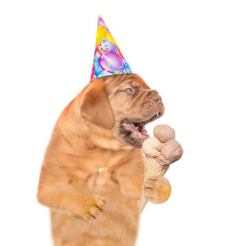 Funny Mastiff puppy wearing birthday cap eats ice cream. isolated on white background