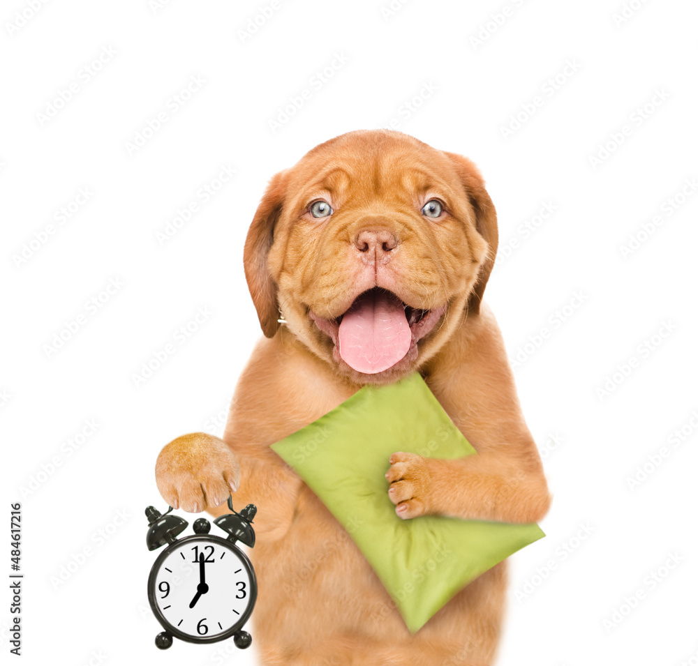 Poster yawning mastiff puppy holds a pillow and shows alarm clock. isolated on white background