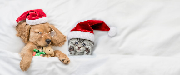 English Cocker Spaniel puppy  sleeps with cozy kitten  under warm  white blanket on a bed at home. Pets wearing red santa hats slying together. Dog hugs toy bear and gift box. Empty space for text