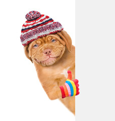 Smiling puppy wearing a warm hat looks from behind empty banner and shows thumbs up gesture. isolated on white background