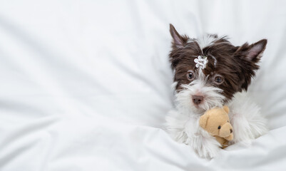 Young Biewer Yorkshire terrier  puppy hugs favorite toy bear on a bed at home and. Top down view....