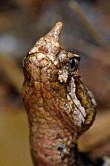 Europäische Hornotter // Nose-horned viper, sand viper (Vipera ammodytes) - Insel Tinos, Griechenland
